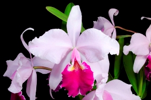 Cattleya warscewiczii Fatima HCC/AOS 78 pts.